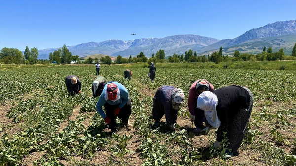 15 Yıl Ekilmeyen Tarla Şeker Pancarıyla Doldu: Tonu 4 Bin Lira