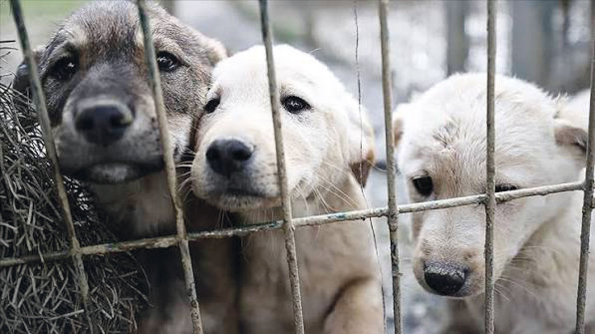 2 belediye başkanına sahipsiz köpek soruşturması
