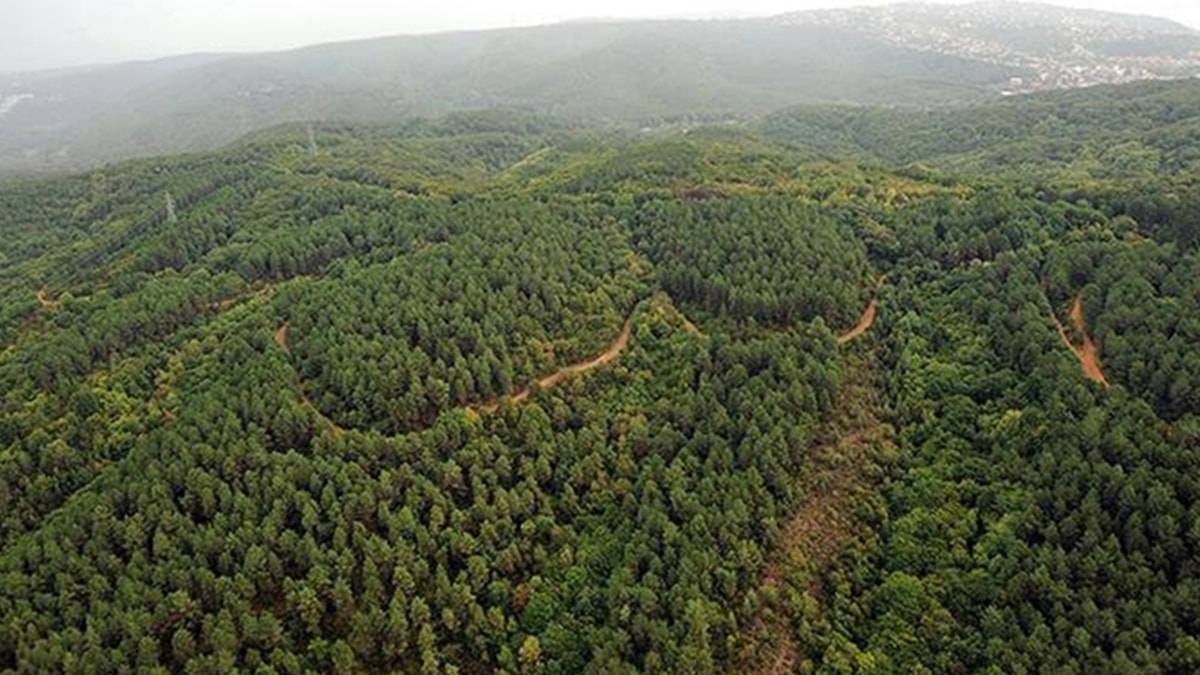 27 İlde Orman Sınırı Dışına Çıkarma Kararı: İstanbul ve Ankara Dahil