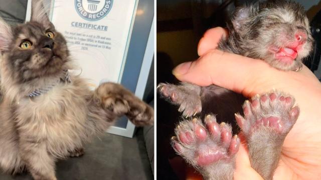 29 Parmaklı Kedi Dünya Rekorunu Kırdı: Tüm Zamanların En Çok Parmağına Sahip Kedisi