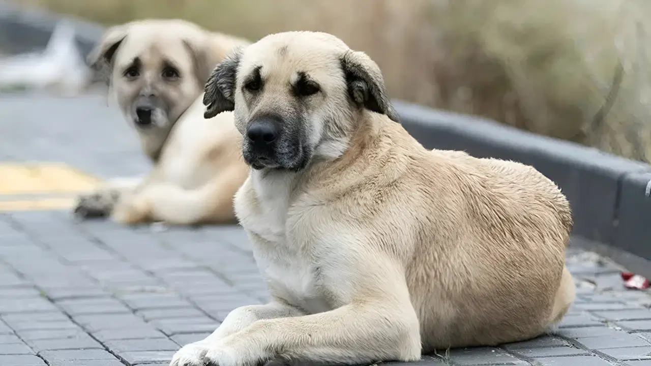 3 belediye başkanına sokak hayvanları soruşturması izni