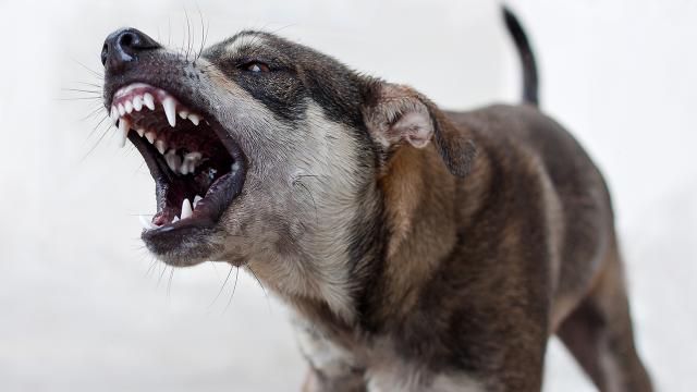 3 belediye başkanına soruşturma: Sahipsiz köpek saldırıları