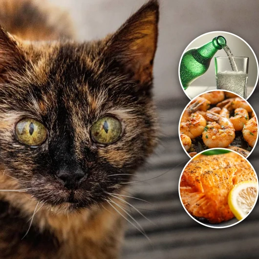 31 Yaşındaki Kedi Millie'nin Uzun Yaşam Sırrı: Sadece 3 Gıda