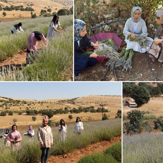 40 Yıllık Atıl Arazi Kadın Eliyle Lavanta Bahçesine Dönüştü