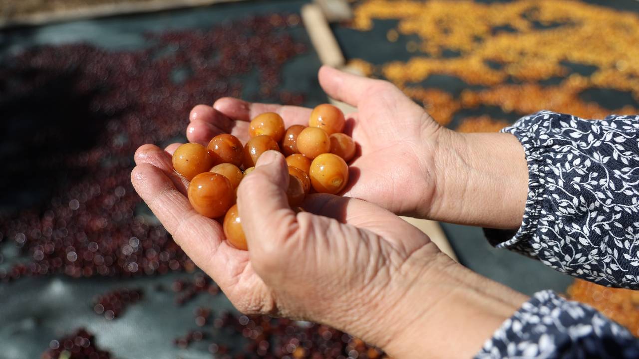 60 Liraya Satılamayan Kiraz, 100 Liraya Kurutulmuş Çerez Oldu