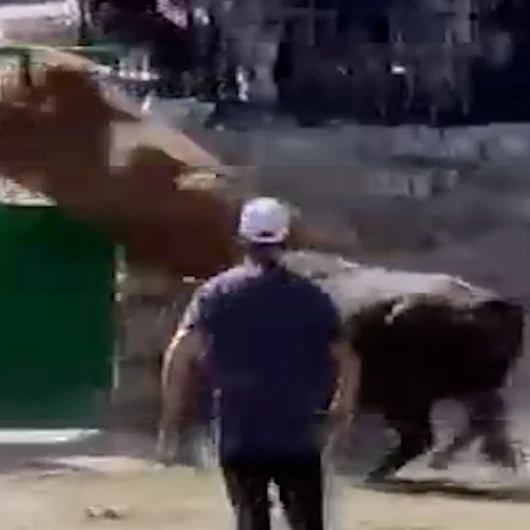 600 kiloluk boğa demir kapının üstündeki boşluktan atlayıp kaçtı