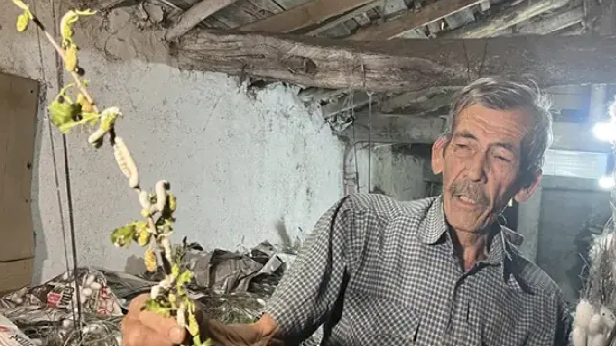 71 yaşında evinin altında ipek böceği yetiştiriyor: 40 günde 216 bin TL kazanç