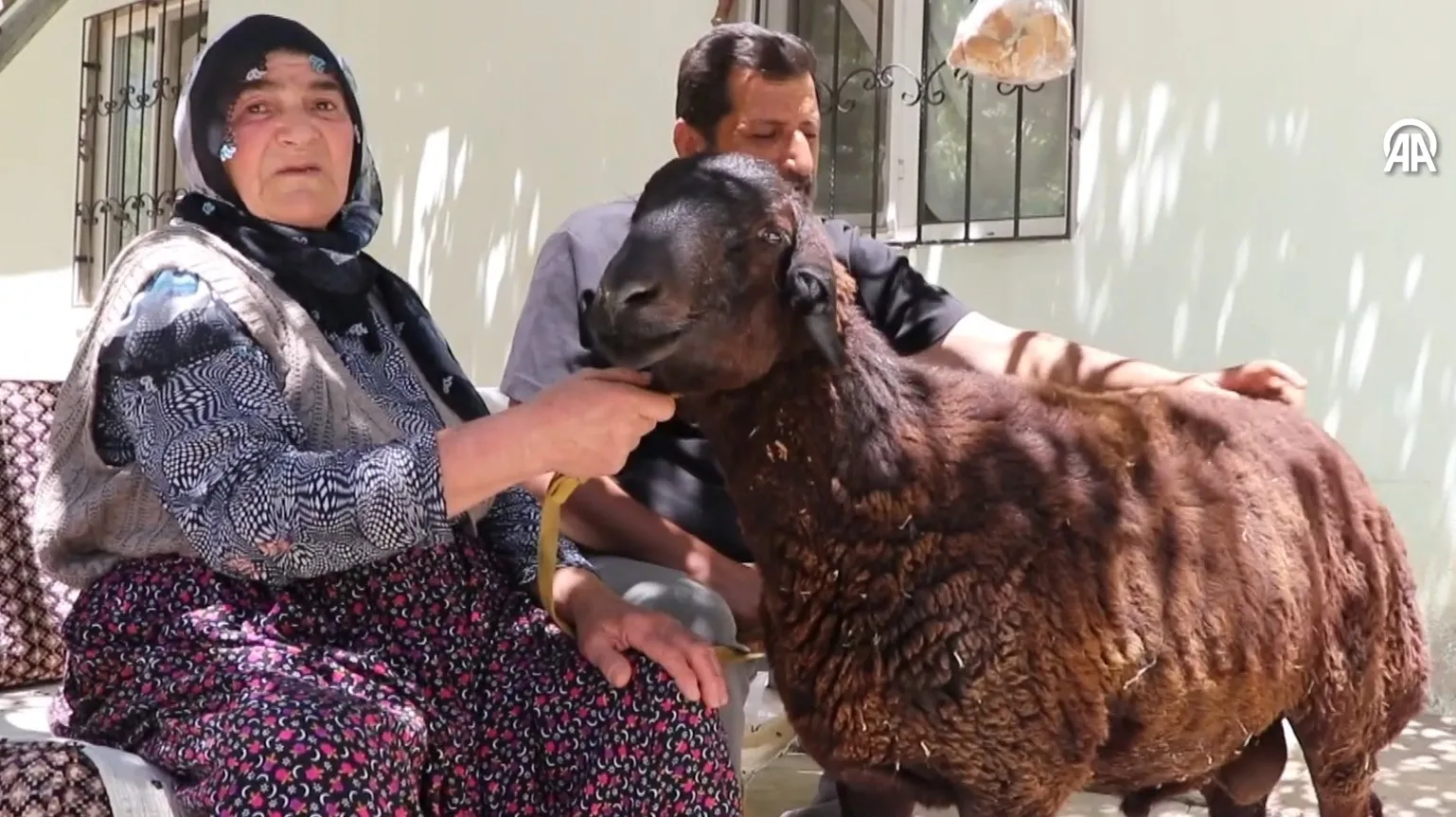 78 yaşındaki Sultan teyzenin kurbanlık koçu 20 günde 40 km kaçtı