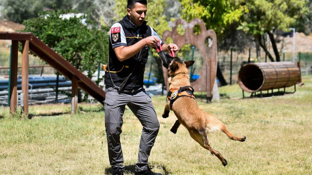 ABB'nin K9 Köpekleri 7/24 Görevde