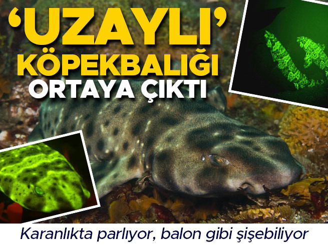 ABD kıyılarındaki 'uzaylı' deniz canlıları belgesel oldu