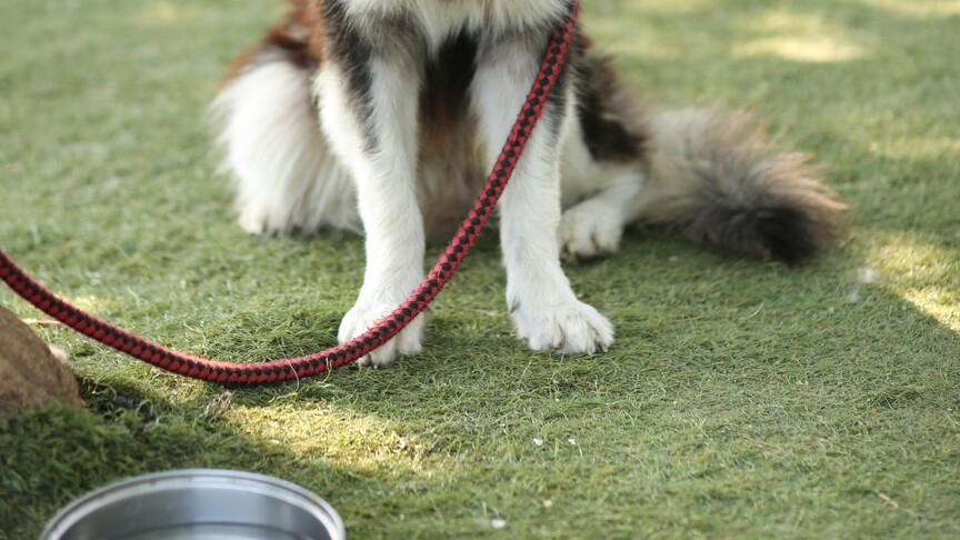 Adana'da Ağızlıksız Köpek Gezdiren Kadına Kedi Ölümü Cezası