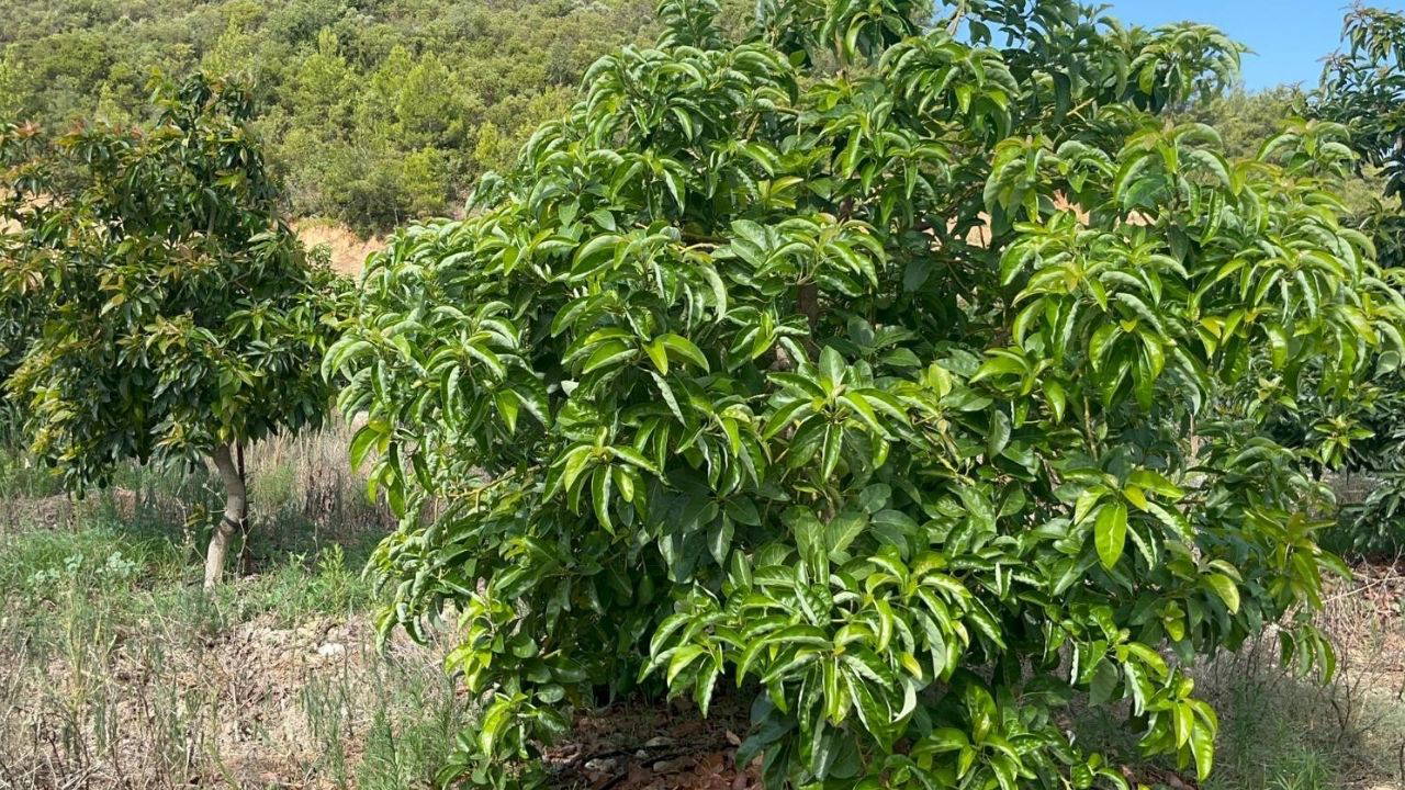 Adana'da avokado devrimi: Narenciyenin tahtını sallıyor