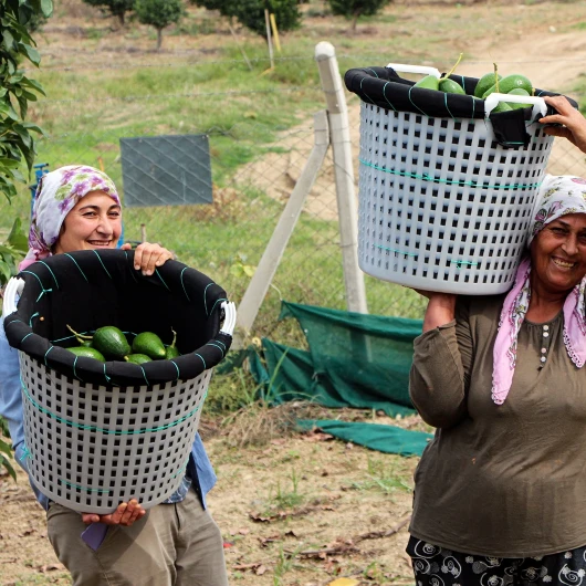 Adana'da Avokado Hasadı Başladı: Kilo 110 TL'ye Düştü