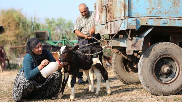 Adana'da besici çiftin 'yüz binde bir' görülen üçüz buzağı sevinci