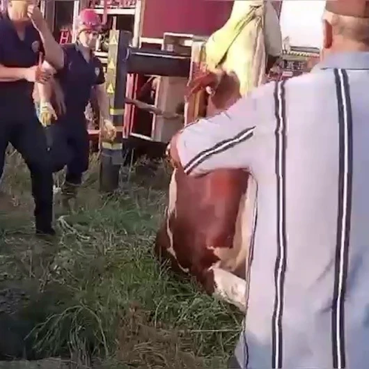 Adana'da kuyuya düşen inek için gözyaşları