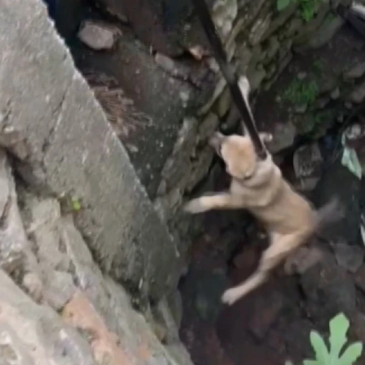 Adana'da Kuyuya Düşen Köpek İtfaiye Tarafından Kurtarıldı
