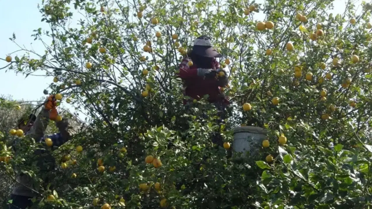 Adana'da limon 5 TL'ye düştü: İhracat kapısı kapanınca mahsul dalda kaldı