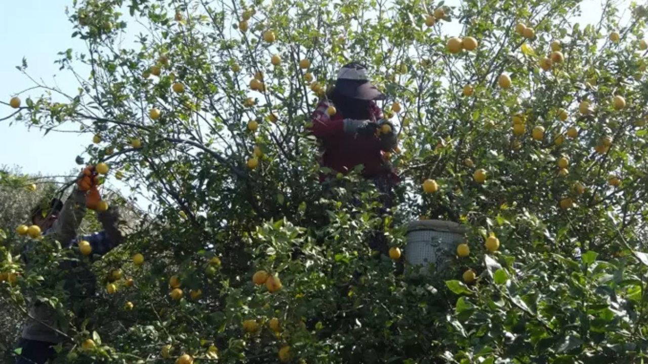 Adana'da Limon Rekoltesi Rekor Kırdı: Dalında 6 Lira, Alıcı Yok