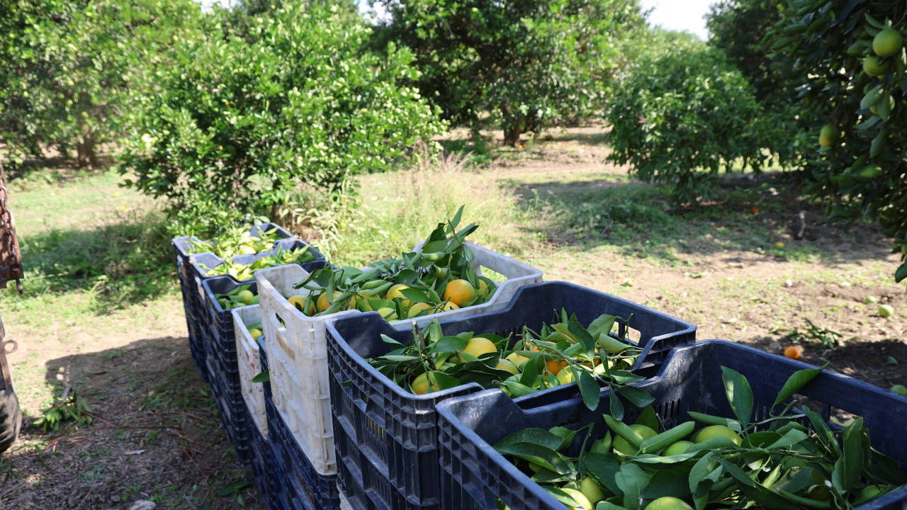 Adana'da Mandalina Fiyatları Çakıldı: İhracat Tıkanıklığı