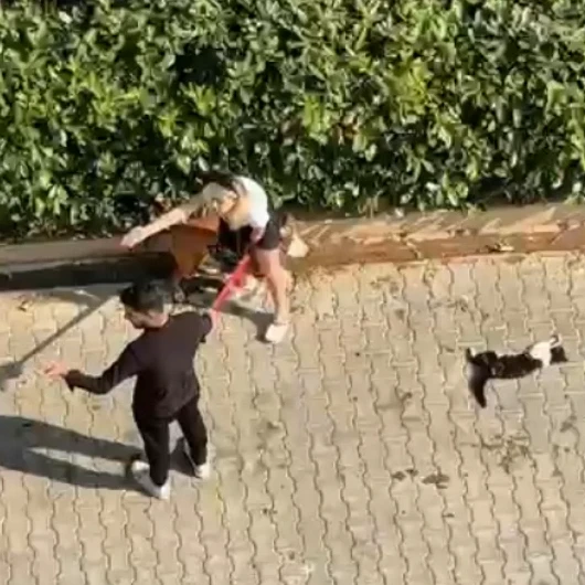 Adana'da pitbull saldırısı: Ağızlıksız gezdiren sahibe 95 bin TL ceza
