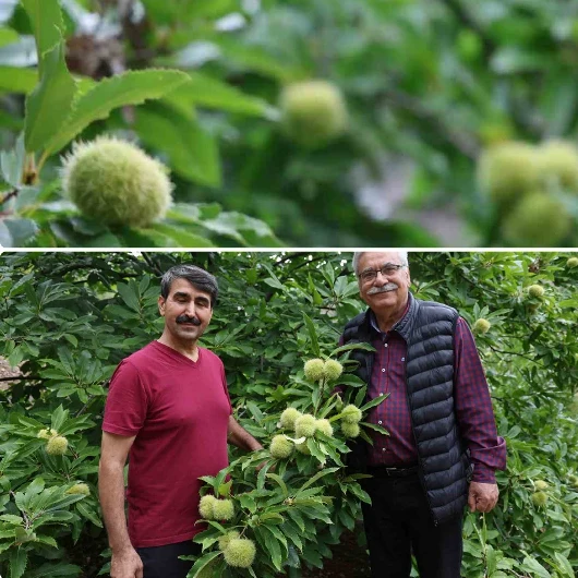 Adanalı çiftçi 'olmaz' dedi, kestane servetini buldu