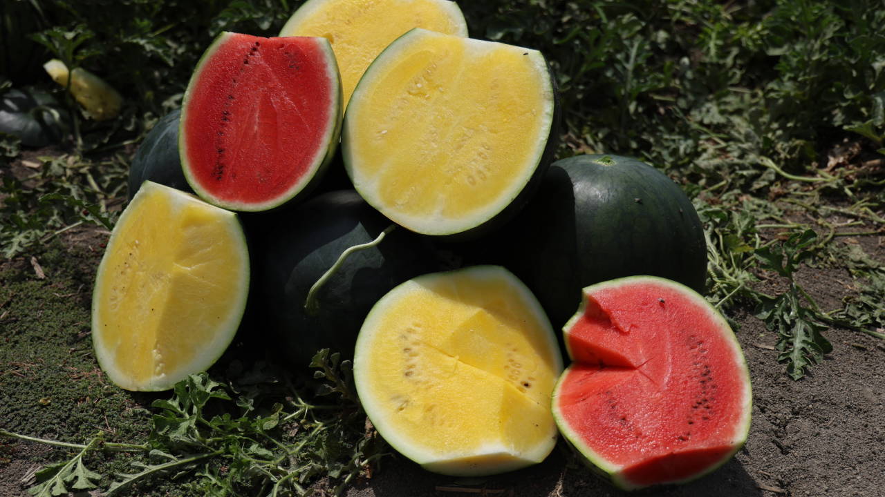 Adana'da yetiştirilen sarı içli karpuz Tropical Sunshine görenleri şaşırtıyor