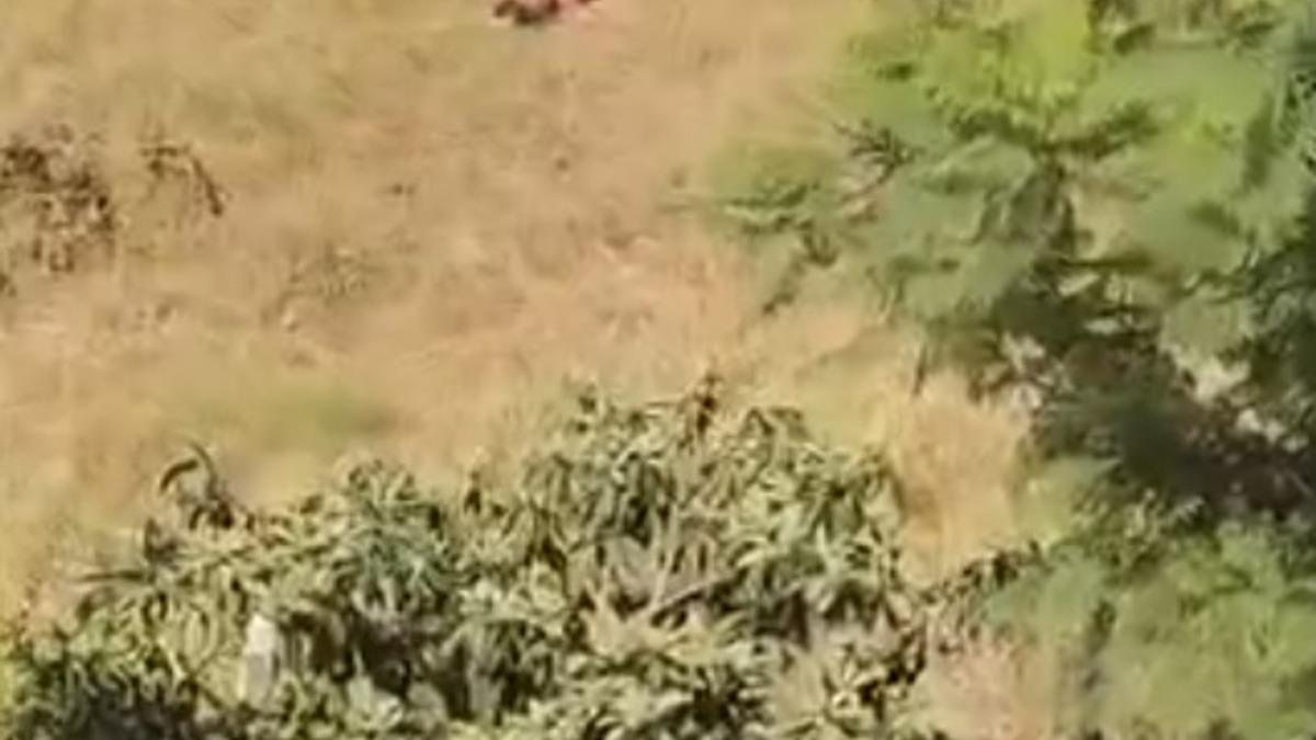 Adana'da sulama kanalına giren çocuğa baba dayağı kamerada