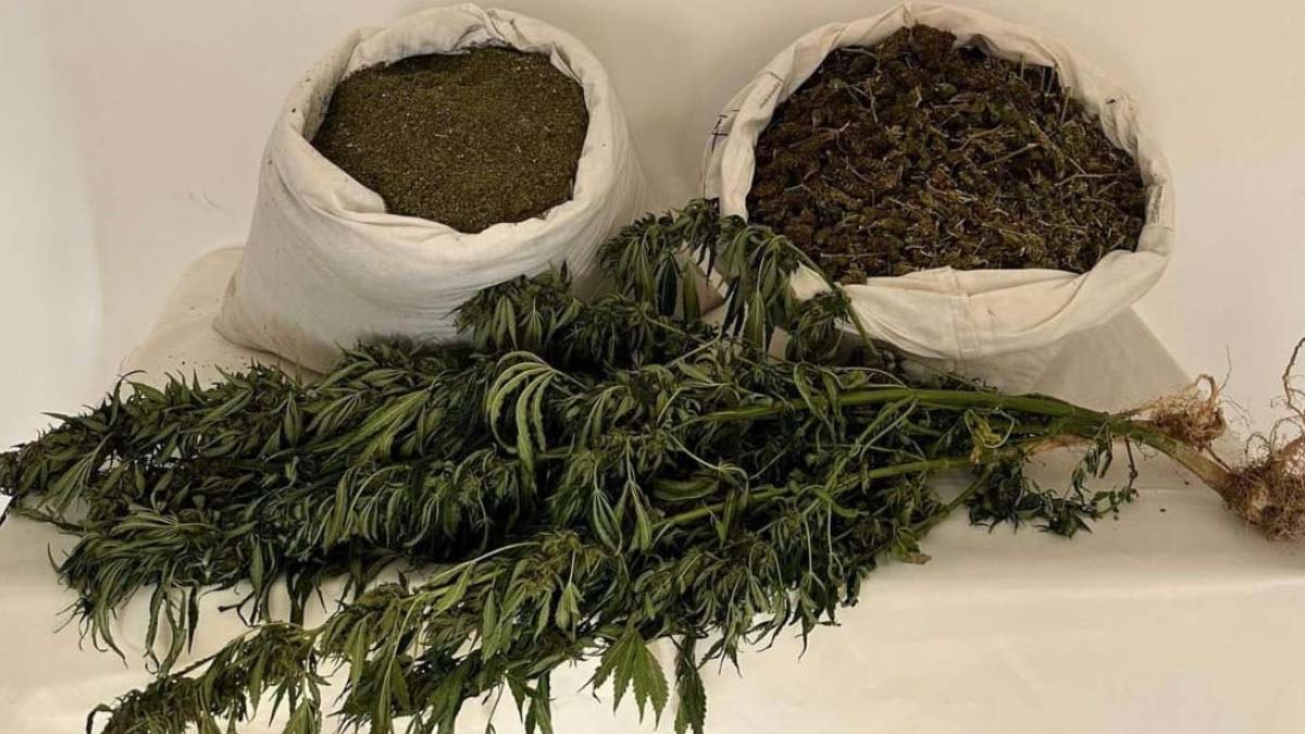 Adana'da Uyuşturucu Operasyonu: 100 Kilo Esrar Ele Geçirildi
