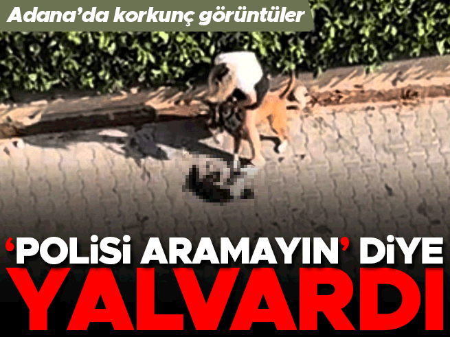 Adana'da Ağızlıksız Pitbull Kediyi Parçaladı