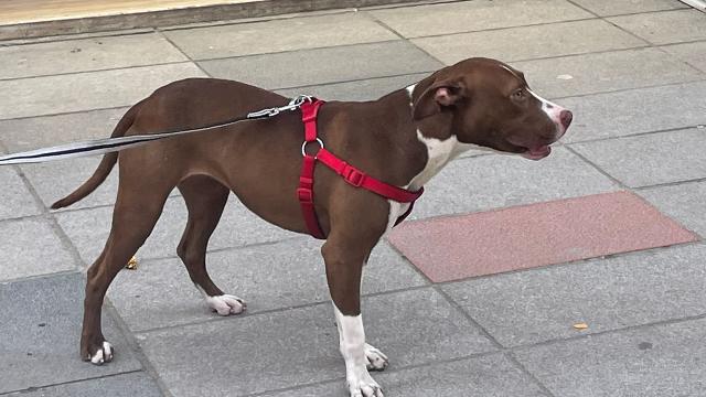 Adana'da Kediyi Öldüren Pitbull Sahibine 95 Bin Lira Ceza