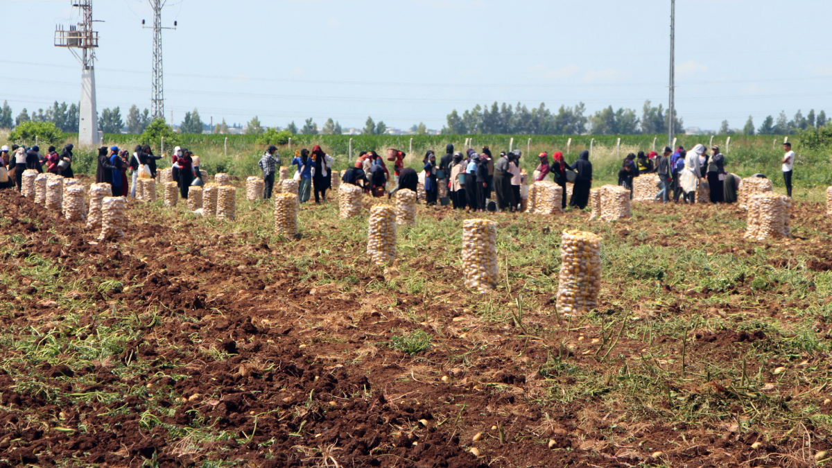 Adana'da patates fiyatı düştü: Tarlada 20 TL'ye kadar geriledi