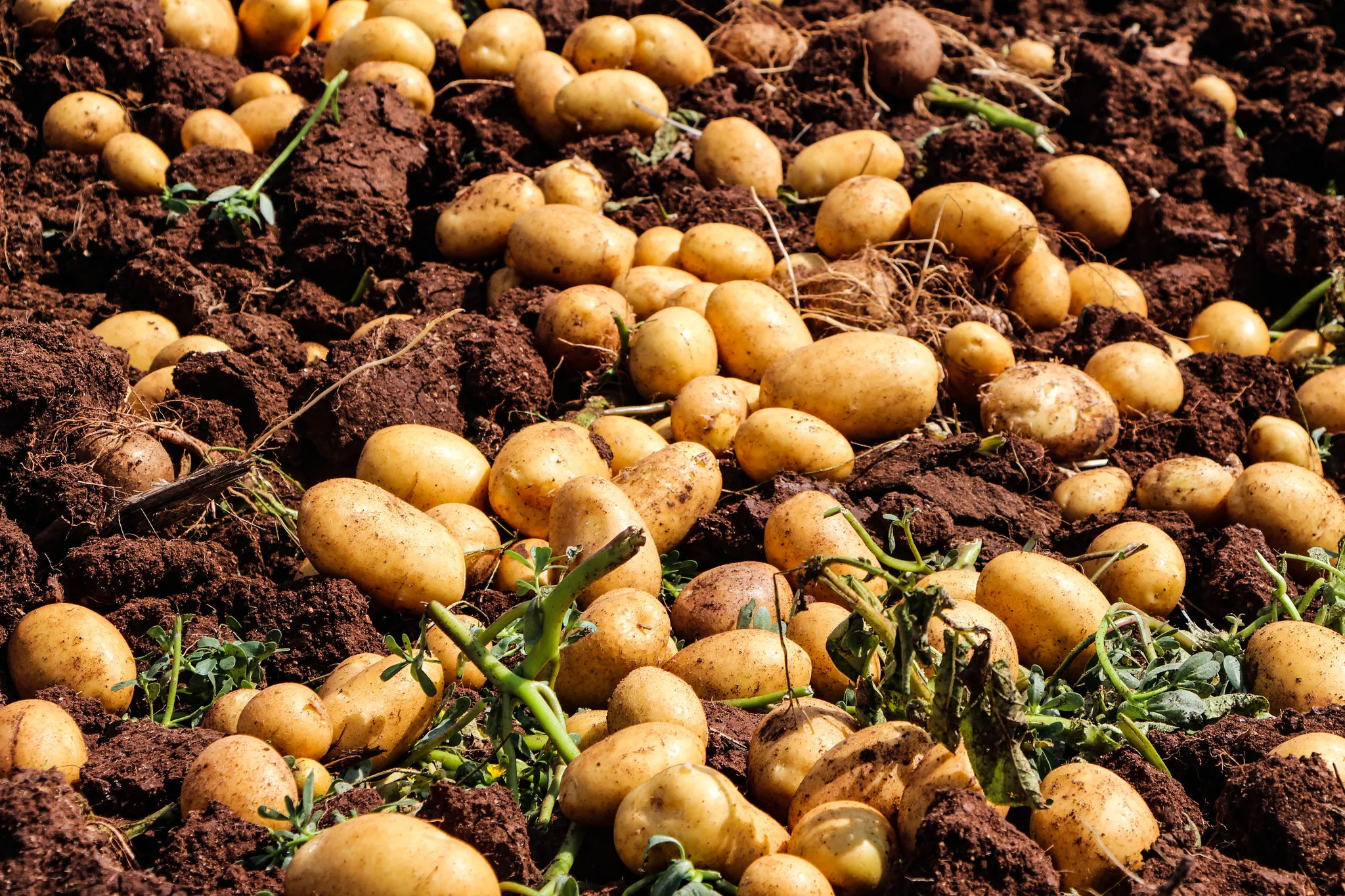 Adana'da patates hasadı: Tarlada fiyat 20 TL'ye düştü