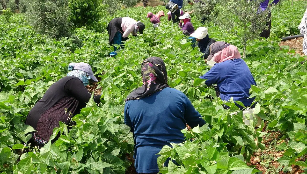 Adilcevaz'da Fasulye Hasadı Başladı: Kilosu 70 Lira