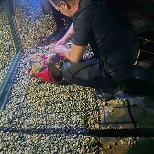 Adıyaman'da Gölete Düşen Köpeği Dalgıç Polisler Kurtardı