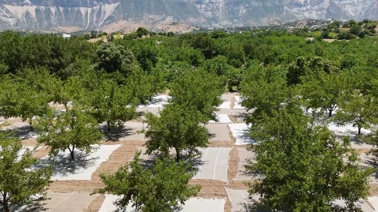 Adıyaman'ın Tut ilçesinde dut hasadı: Sıfırdan 3 bin tona