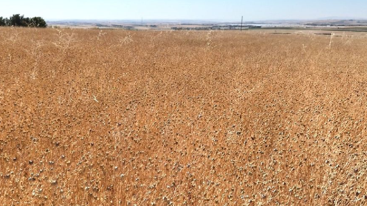 Adıyaman'da ilk hasat umut verdi: Alternatif tarım ürünü kuraklığa meydan okuyor
