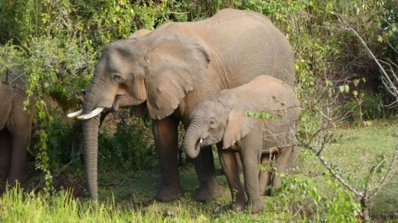 Afrika Filleri Şifalı Bitkilerle Kendilerini Tedavi Ediyor