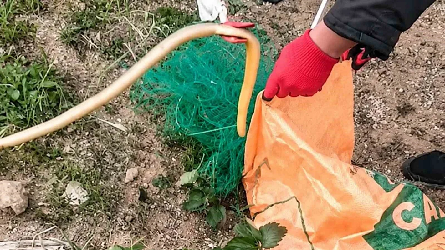Ağa Dolanan Yılanları İtfaiye Kurtardı