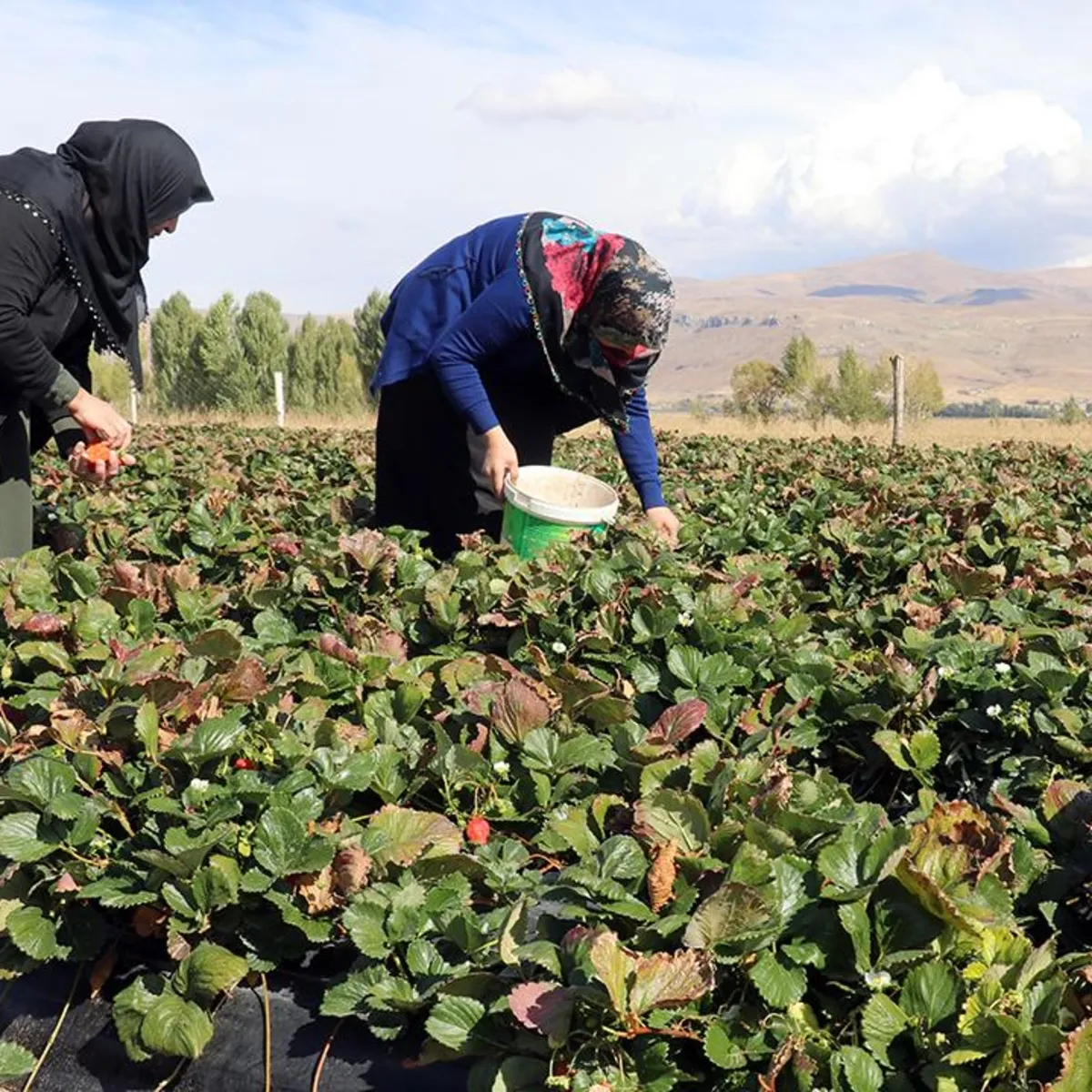 Ağrı'da Çilek Üretimi Patladı: 'Burada Yetişmez' Denilen Topraklar Tonlarca Meyve Veriyor