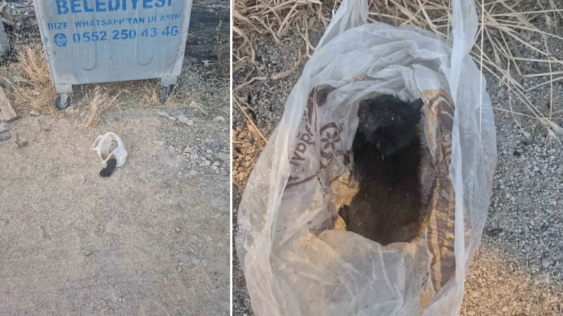 Ağzı bantlanıp çöpe atılan yavru kedi son anda kurtarıldı