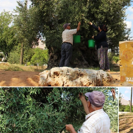 Akhisar'dan Antalya'ya Taşınan 1200 Yıllık Zeytin Ağaçları 10 Yıldır Ürün Veriyor