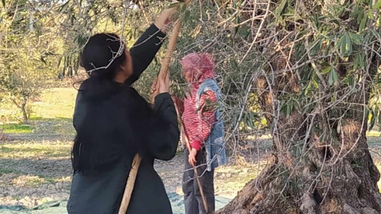 Akhisar'da Zeytin Üreticileri Hasadı Durdurdu: Fiyatlar Düşük