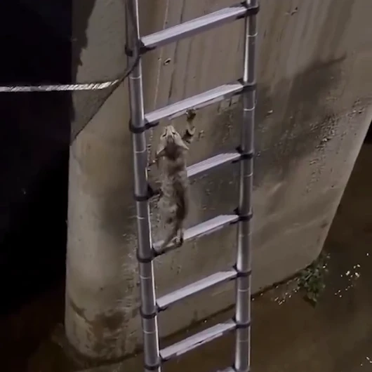 Akıllı Kedi İtfaiyeye İş Bırakmadı: Derede Mahsur Kalan Yavru, Merdiveni Görünce Kendini Kurtardı