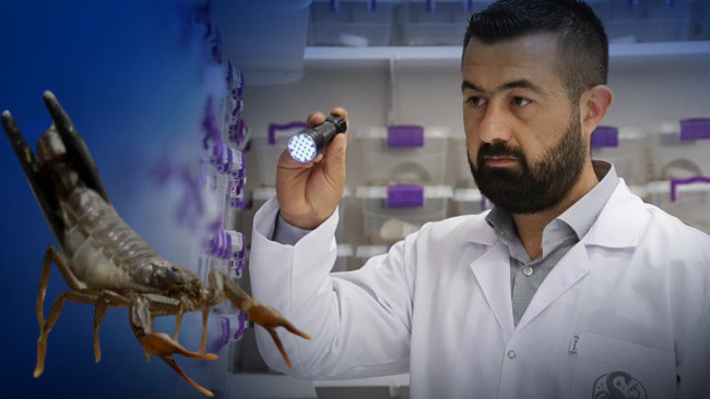 Akrep zehrini kanser ilacına dönüştürüyorlar: 5 bin akreple dünyaya açılıyor