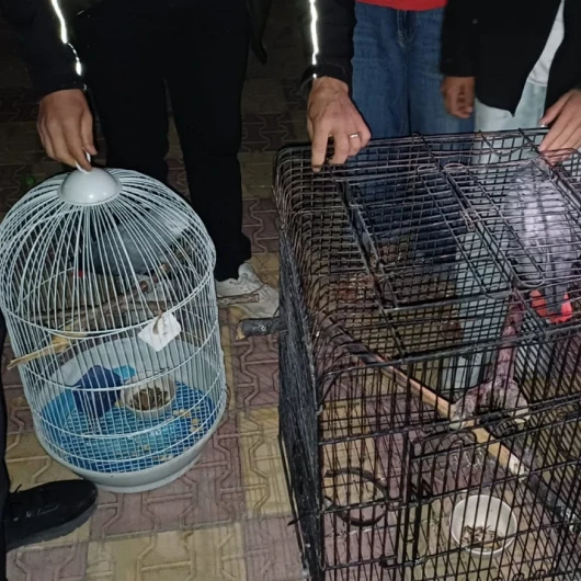 Aksaray'da Afrika Gri Papağanı Satışına 30 Bin Lira Ceza