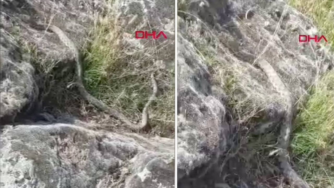 Aksaray'da Doğa Yürüyüşünde 3 Metrelik Dev Yılanla Karşılaştı