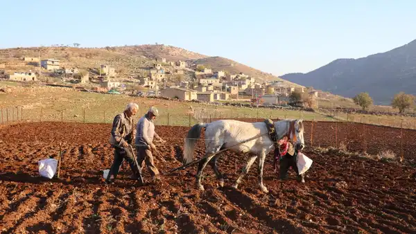 Aksaray'da organik sarımsak hasadı başladı: Yurt dışından yoğun talep