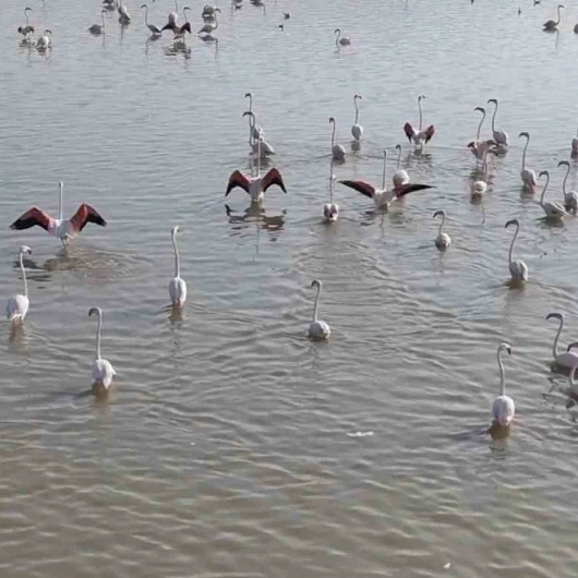 Akşehir Gölü'nde Flamingo Şöleni: Yağışlarla Umut Yeşerdi