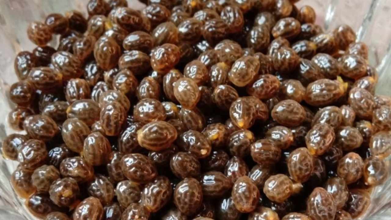 Alanya ve Anamur'da Şifa Deposu Hasadı Başladı
