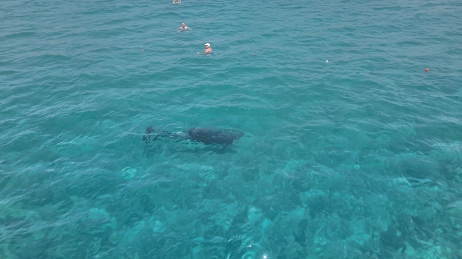 Alanya'da Yunus Turistlerle Dakikalarca Yüzdü